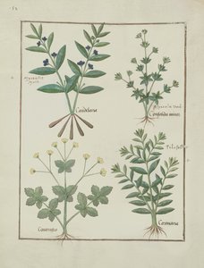 Illustration du Livre des simples médecines par Mattheaus Platearius, c.1470 - Robinet Testard